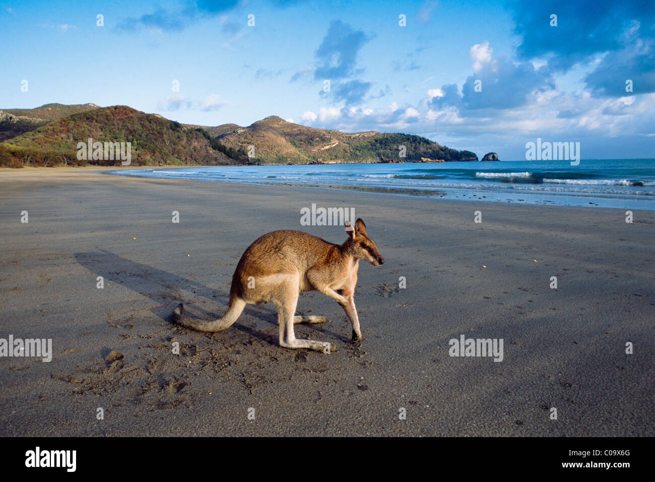 Pretty-faced Wallaby or Whiptail Wallaby (Macropus parryi) on a beach, Queensland, Australia Stock Photo