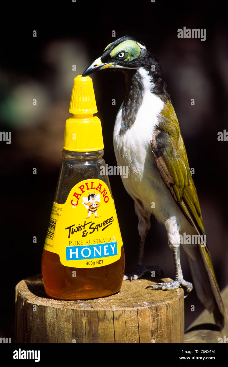 Blue-faced Honeyeater or Bananabird (Entomyzon cyanotis), chick licking a honey bottle, New South Wales, Australia Stock Photo