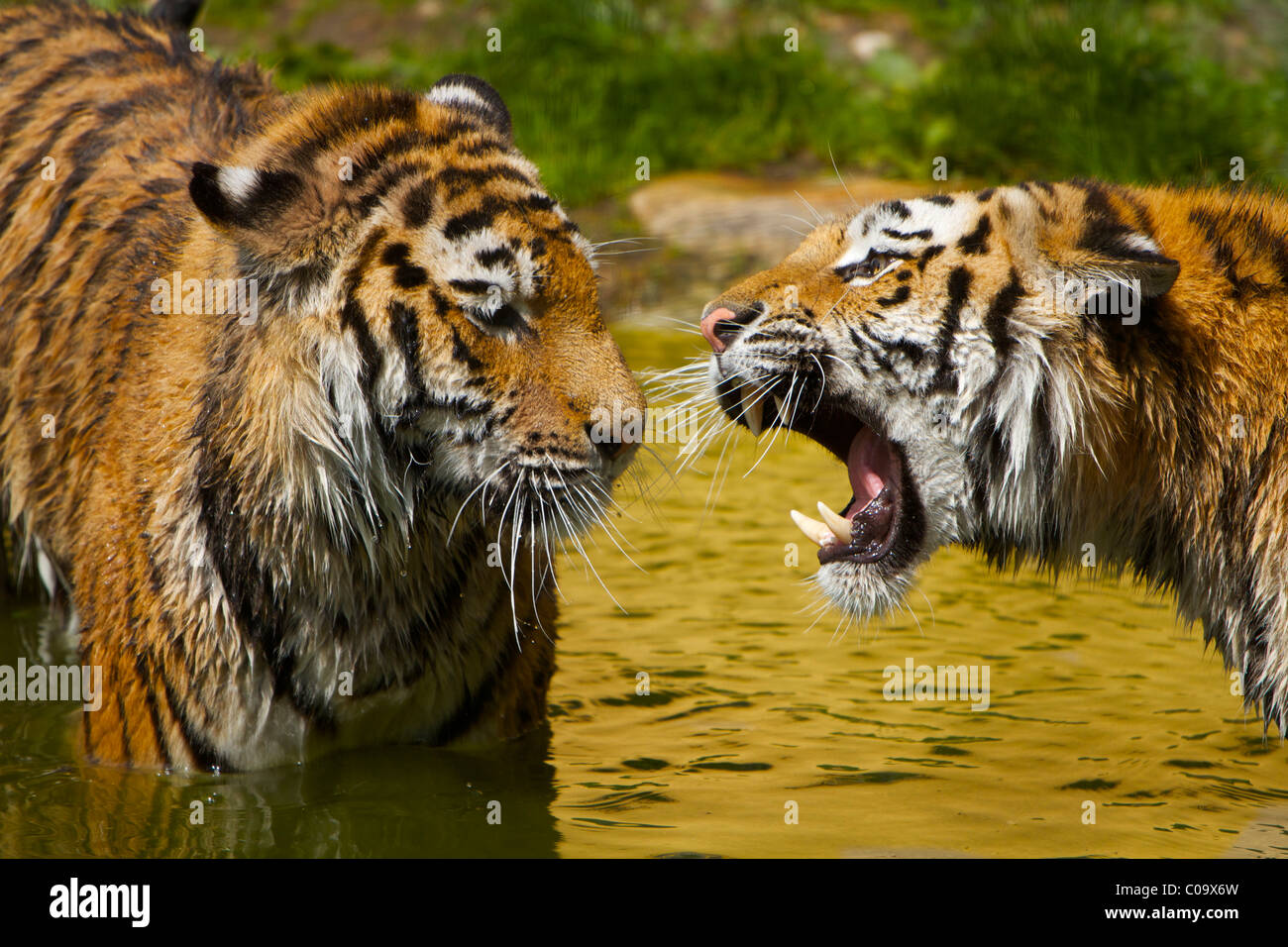 Two Tigers (Panthera tigris) Stock Photo