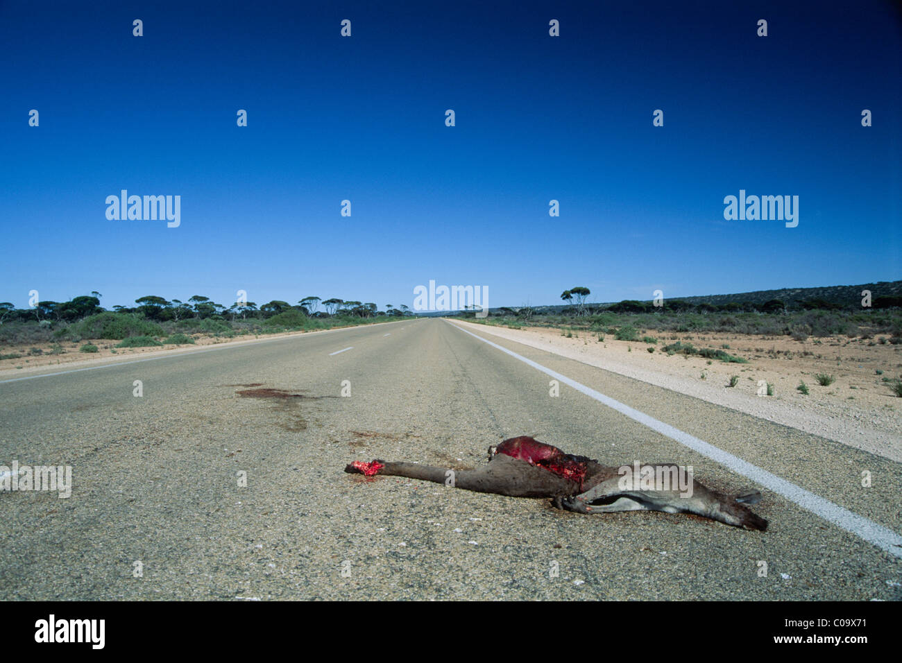 Dead grey kangaroo runover on the road, Australia Stock Photo