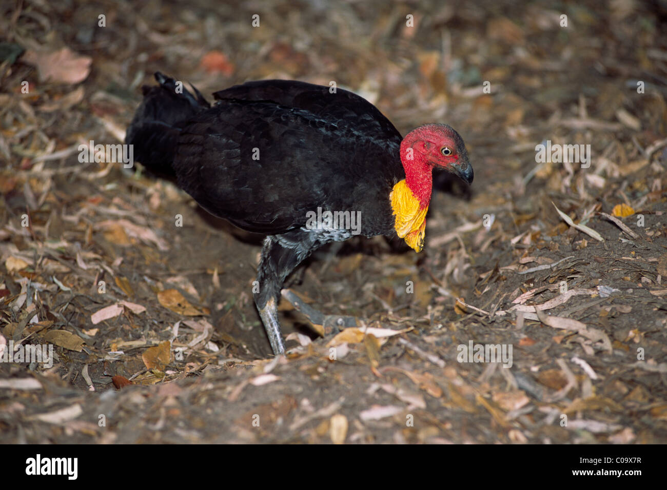 Brush turkey alectura lathami hires stock photography and images Alamy