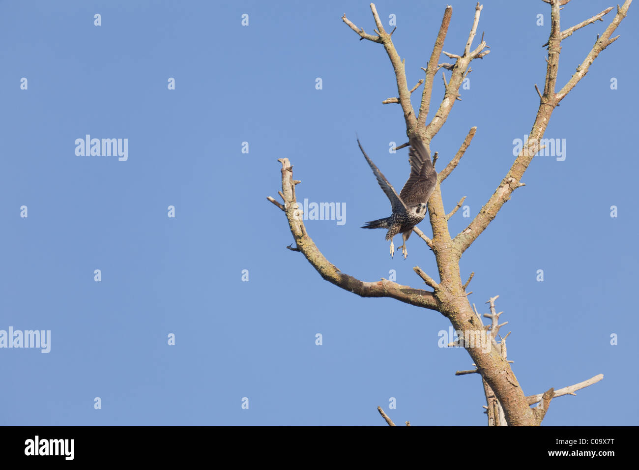Hawk red beak hi-res stock photography and images - Alamy