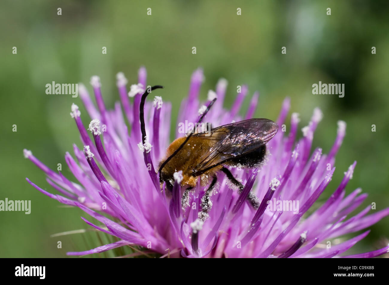 Male bee with very long antennae over a Plume thistle (Cirsium sp) flower in Mexico Stock Photo