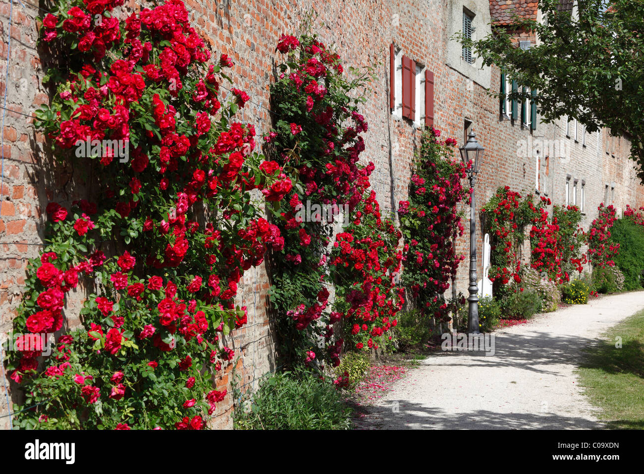 Roses on the city walls, Donauwoerth, Donauried, Swabia, Bavaria, Germany, Europe Stock Photo