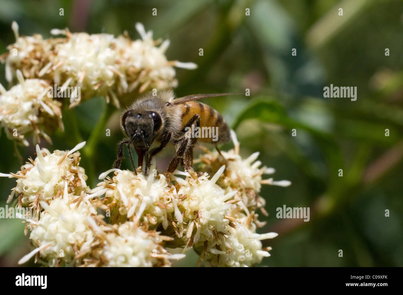 Bee feeding from a Seepwillow flower (Baccharis salicifolia) Stock Photo