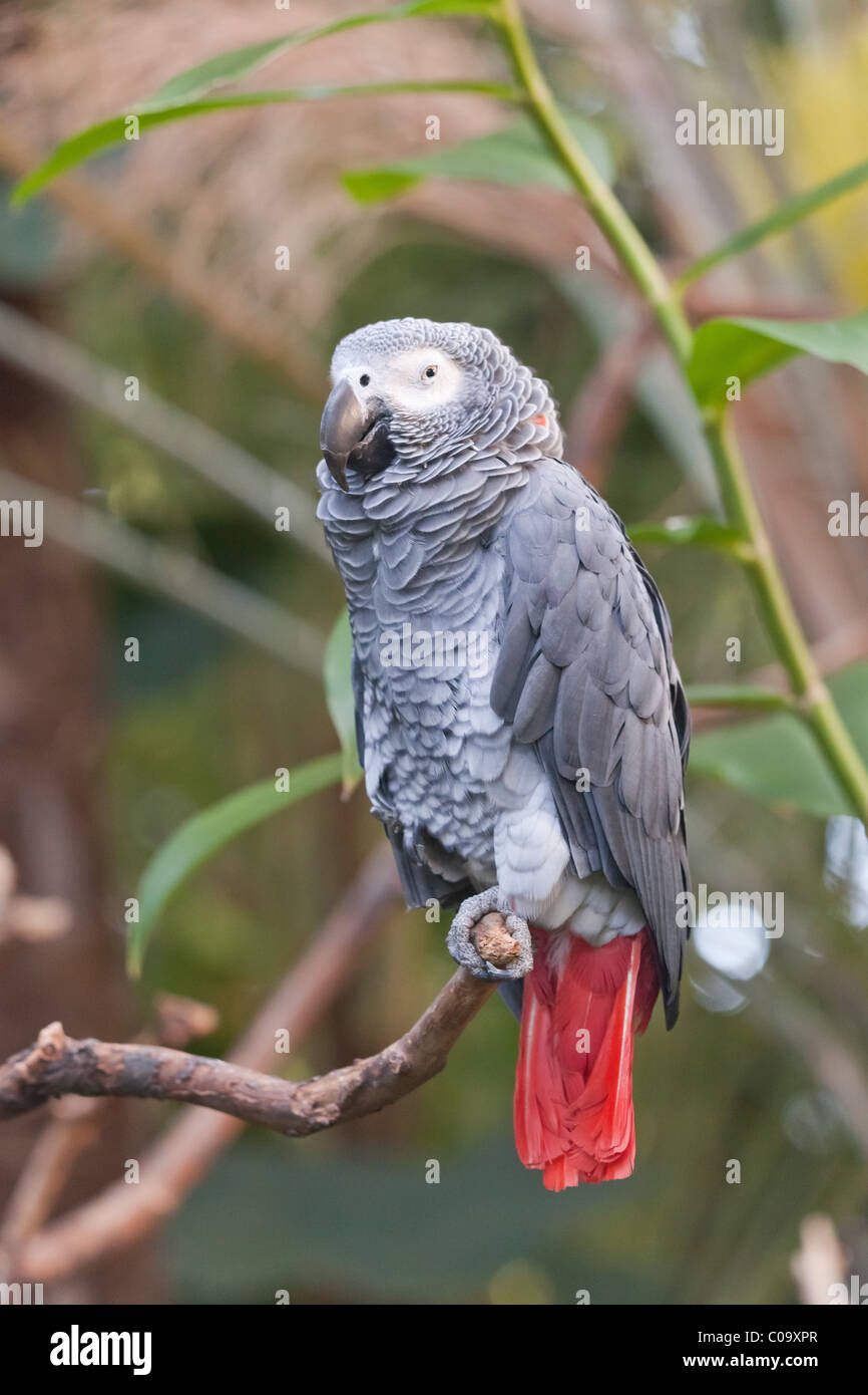 African Grey Parrot sitting on a branch in a leafy green environment Stock Photo