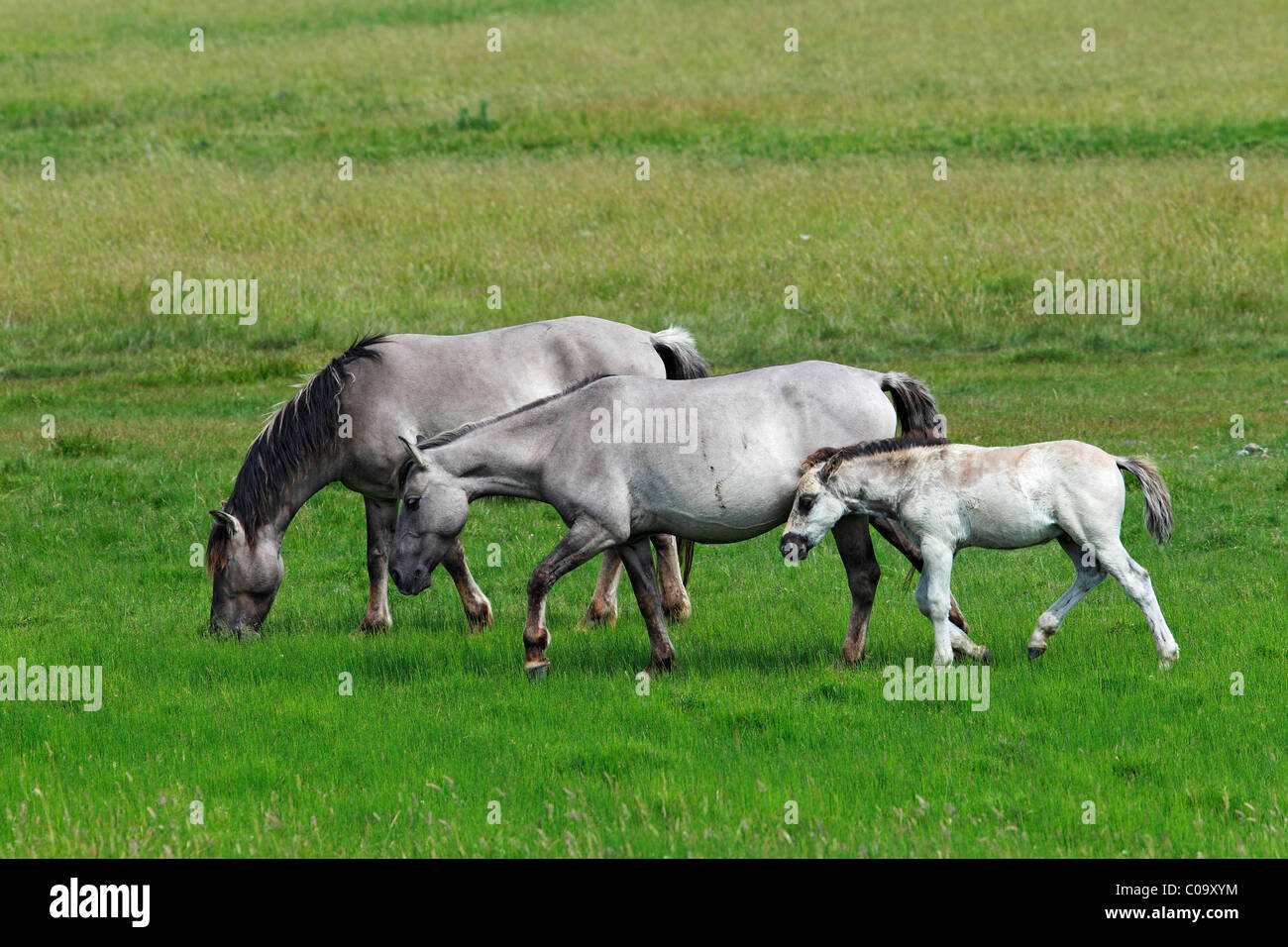 Konik horses (Equus przewalskii f. caballus), foal, mare and stallion, tarpan or wild horse, backbreeding Stock Photo