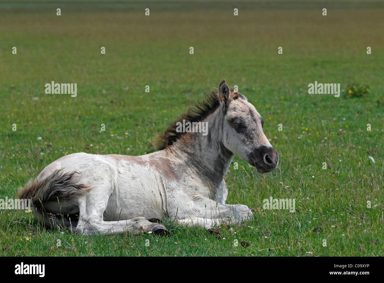 Konik horse (Equus przewalskii f. caballus), foal, tarpan or wild horse, backbreeding Stock Photo