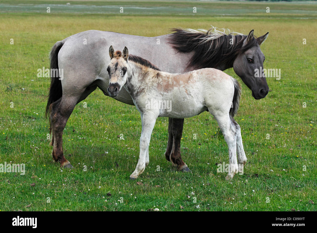 Konik horses (Equus przewalskii f. caballus), foal and mare, tarpan or wild horse, backbreeding Stock Photo