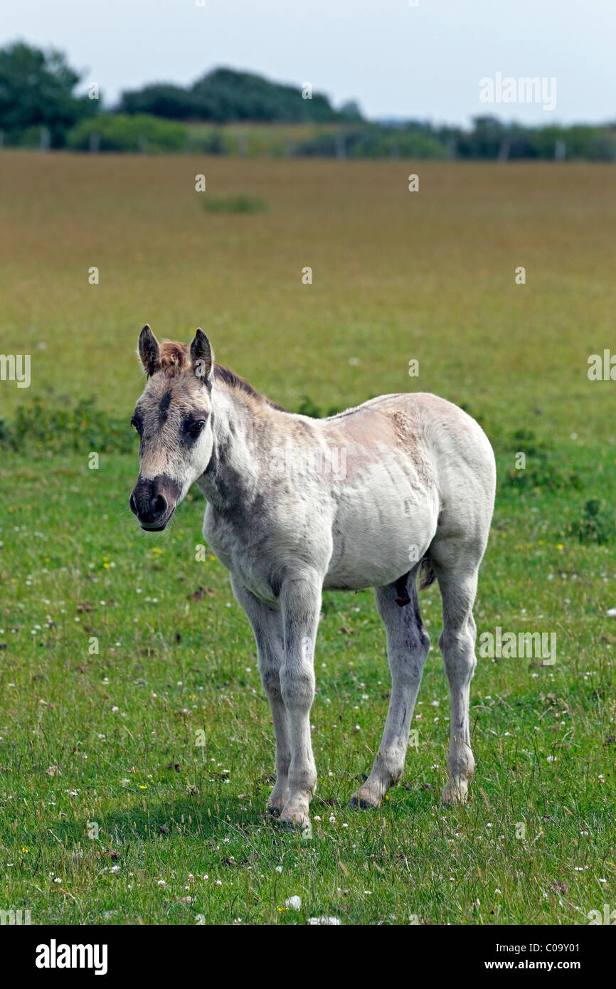 Konik horse (Equus przewalskii f. caballus), colt, tarpan or wild horse, backbreeding Stock Photo