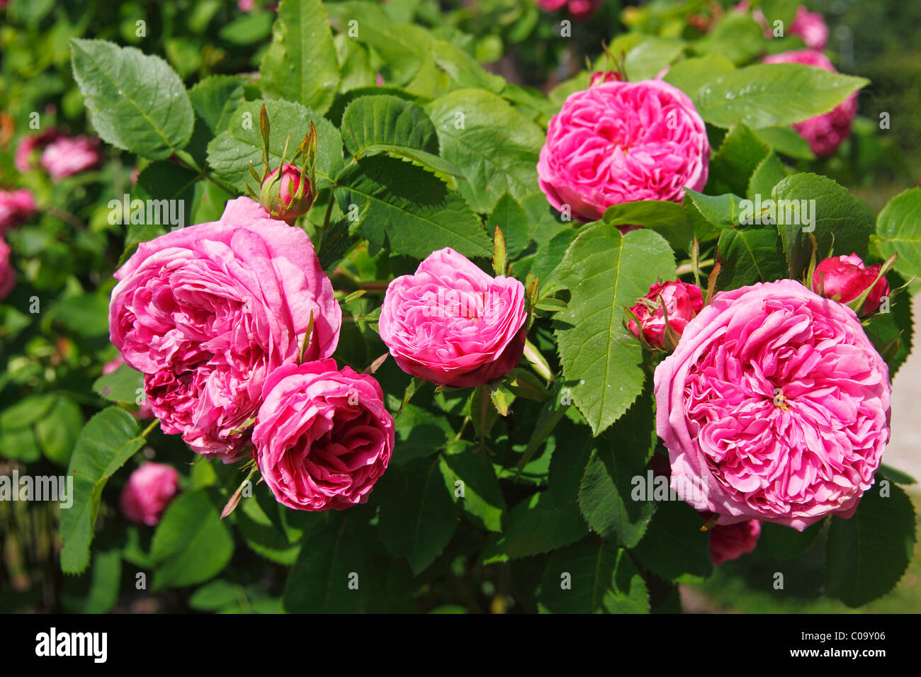 Rosa x portlandia cultivar Yolande d´ Aragon, Portland rose Stock Photo