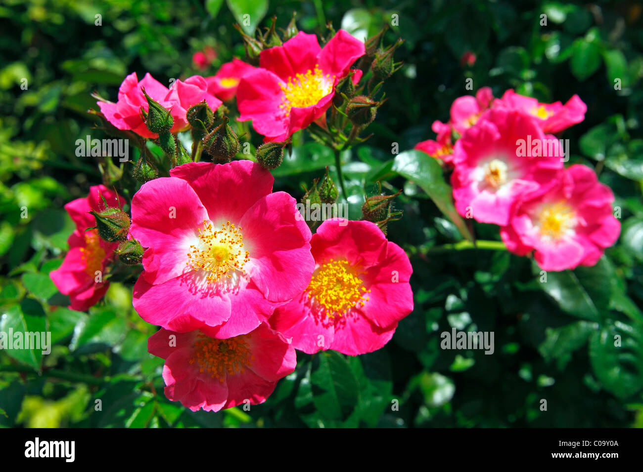 Rose, American Pillar variety (Rosa cultivar American Pillar), rambling rose, climbing rose Stock Photo