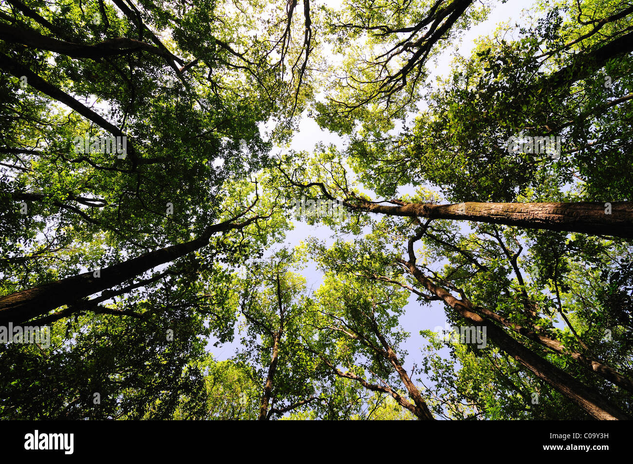 Sal tree canopy hi-res stock photography and images - Alamy