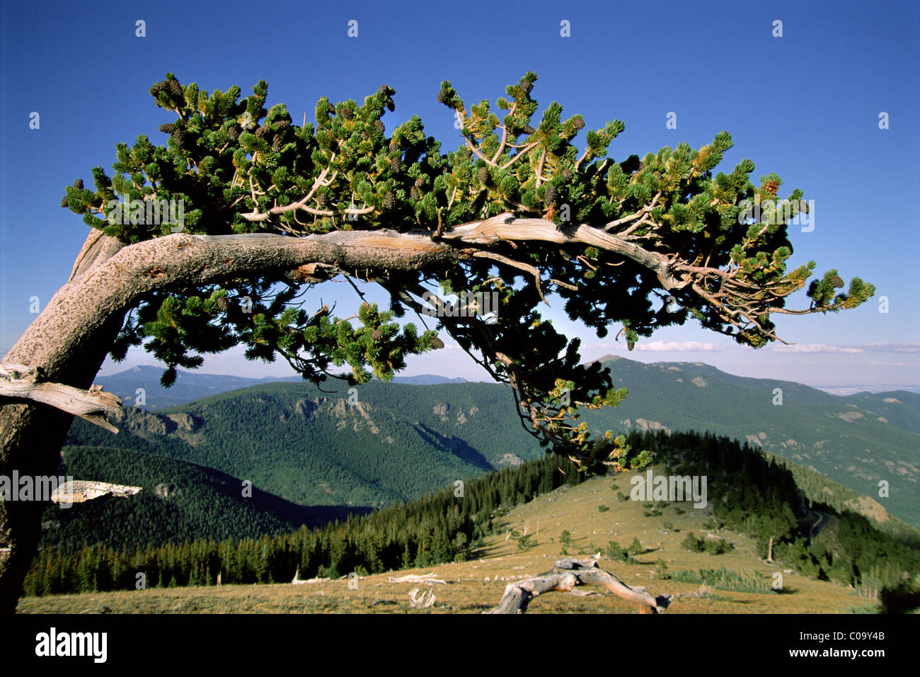 Solitary Bristlecone Pine tree arching over a valley in Colorado Stock Photo