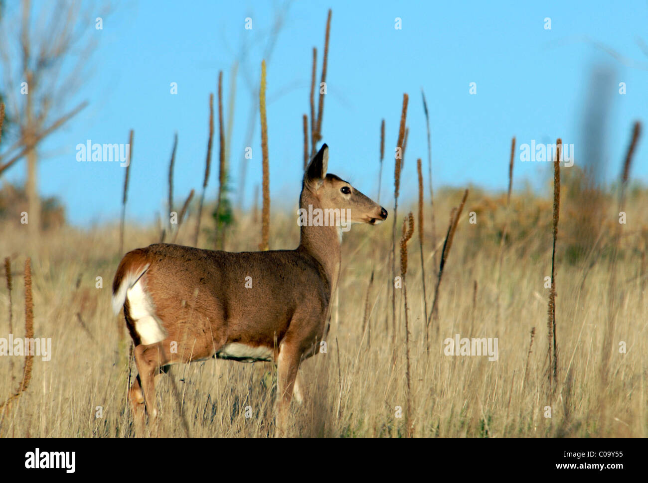 Female Doe Mule Deer on alert in field in Autumn season Stock Photo