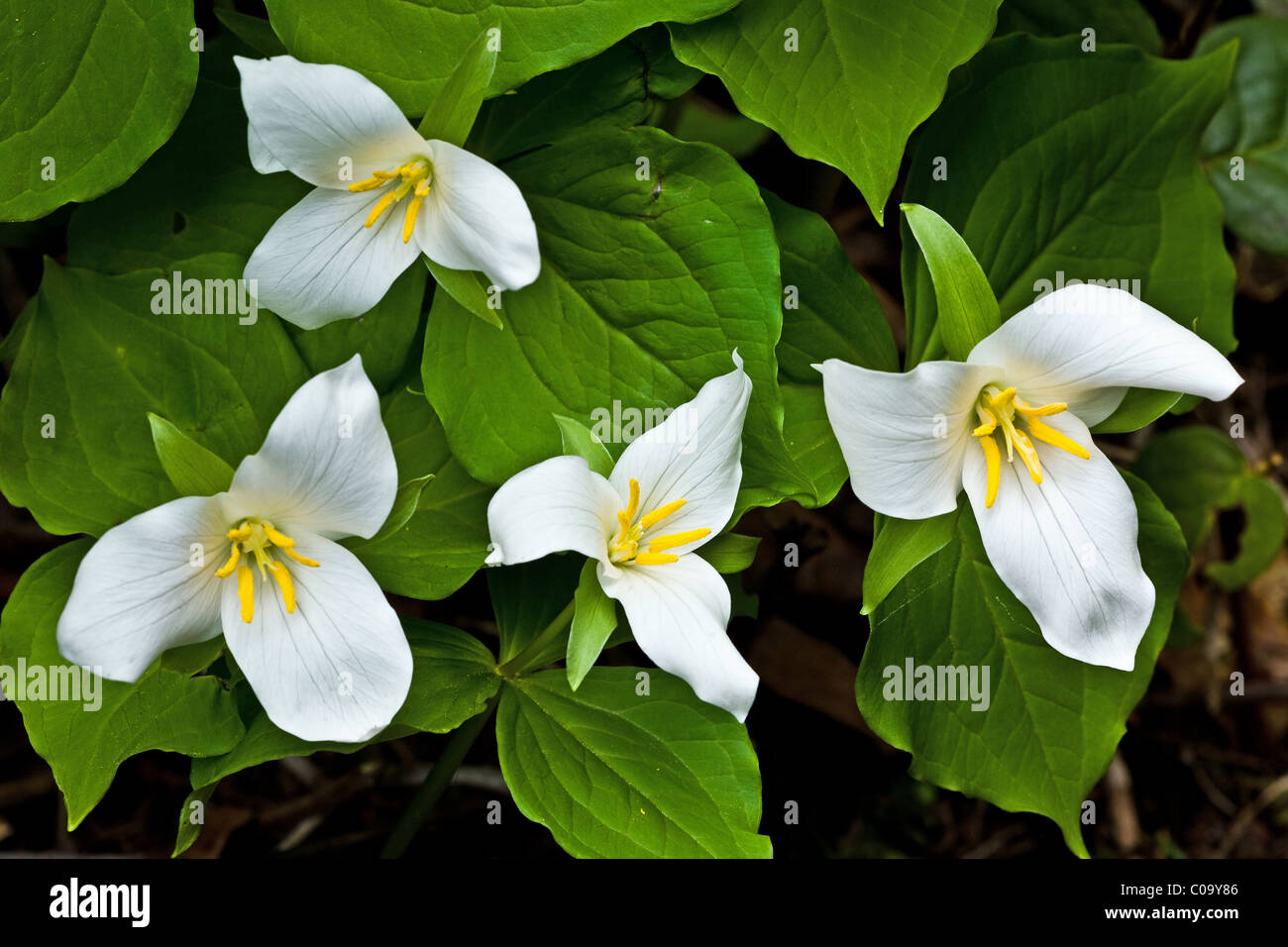 A group of four wild Trillium flowers growing in a forest on Vancouver Island Stock Photo