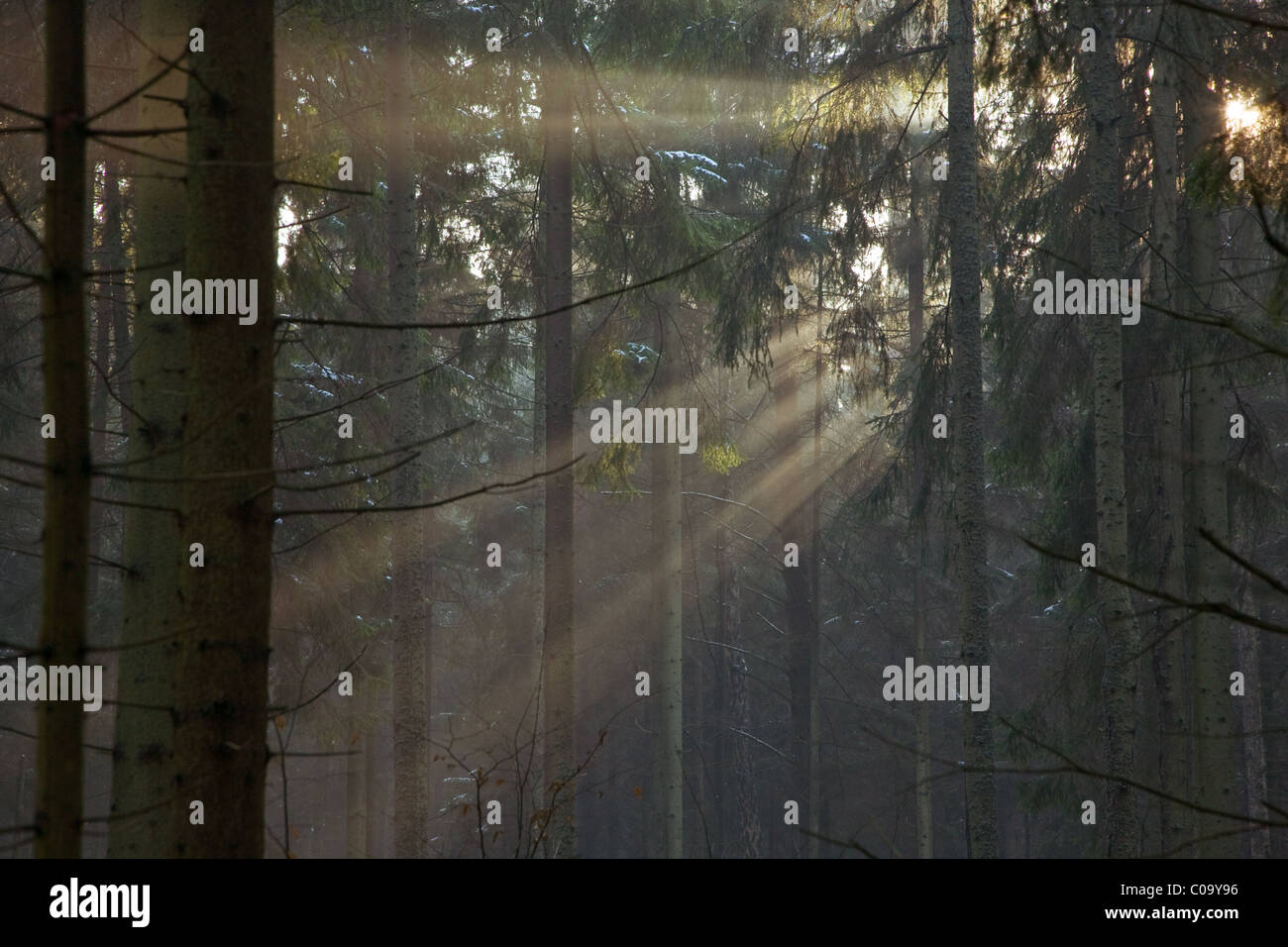 Light entering foggy forest at early winter sunset Stock Photo - Alamy