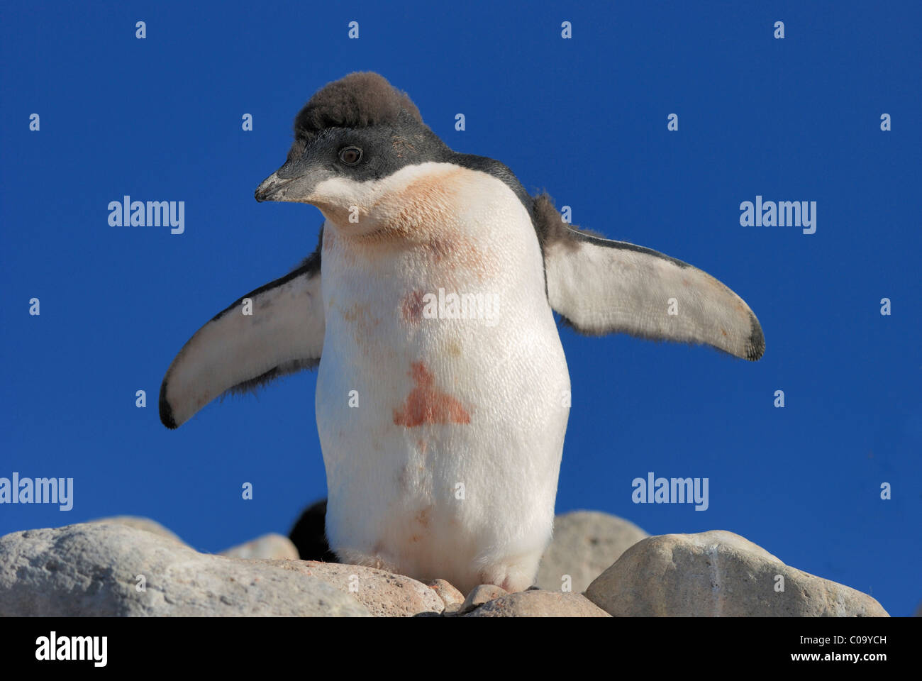 Adélie Penguin chick (Pygoscelis adeliae). Paulet Island, Antarctic Peninsula. Stock Photo