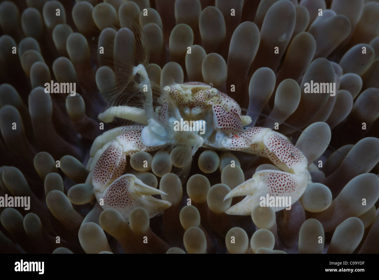Porcelain crab (Neopetrolisthes maculatus) on an anemone. Lembeh Strait, Celebes Sea, North Sulawesi, Indonesia. Stock Photo
