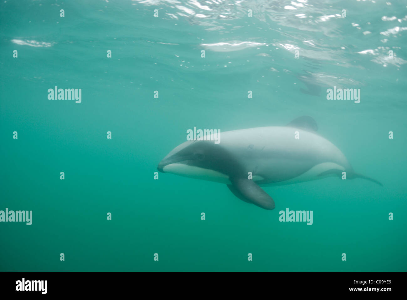 Hector's dolphin (Cephalorhynchus hectori). Endangered species. Endemic