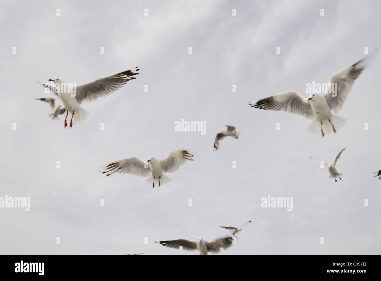 Black-billed Gulls (Chroicocephalus bulleri) and Red-billed Gulls (Chroicocephalus scopulinus). Hokitika,  New Zealand Stock Photo