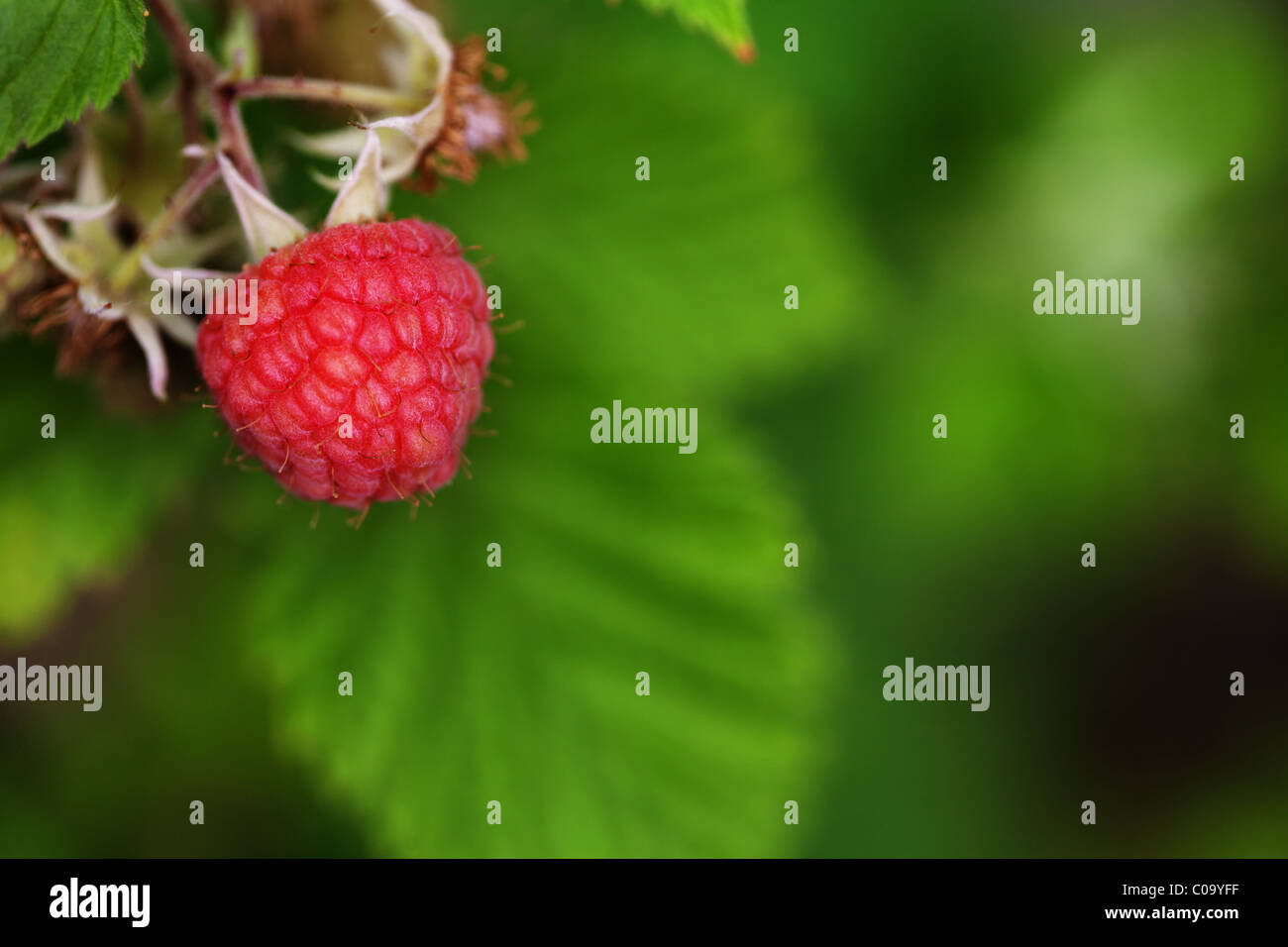 The raspberry hires stock photography and images Alamy