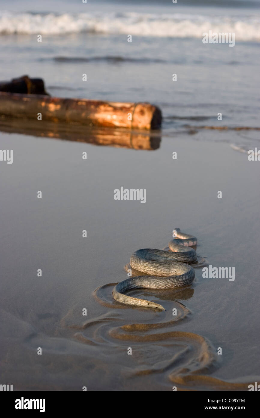 Seasnake on the beach Stock Photo Alamy