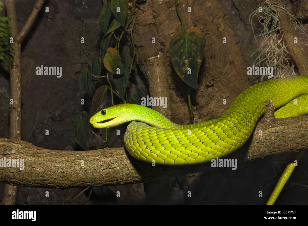 Green Mamba, Dendroaspis angusticeps Ghana Africa Stock Photo