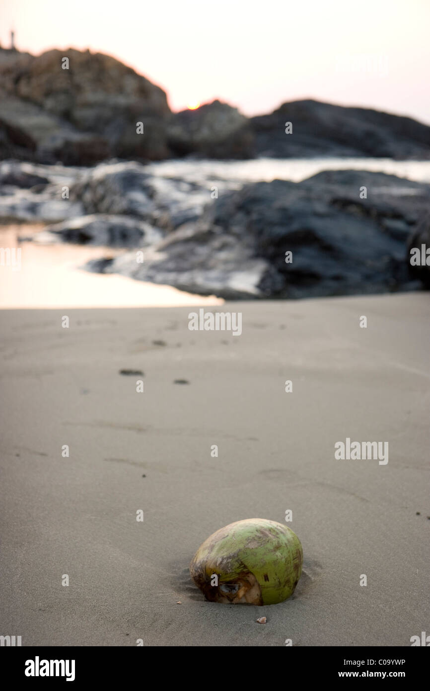 Coconut washed up on tropical beach Stock Photo Alamy