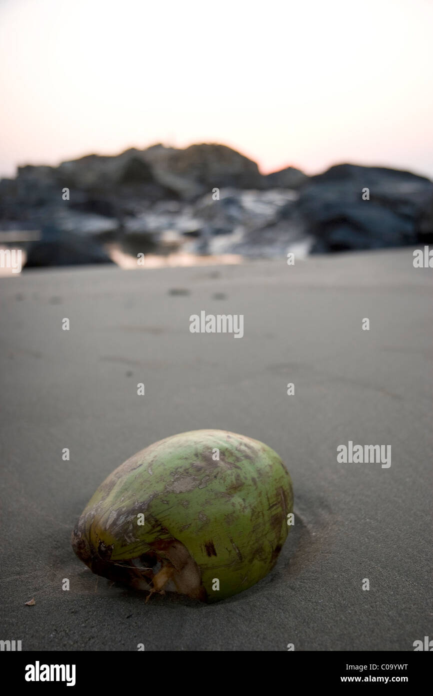 Coconut washed up on tropical beach Stock Photo Alamy