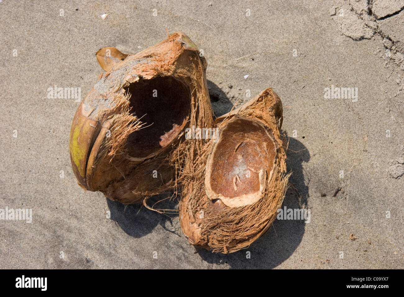 Coconut washed up on tropical beach Stock Photo Alamy