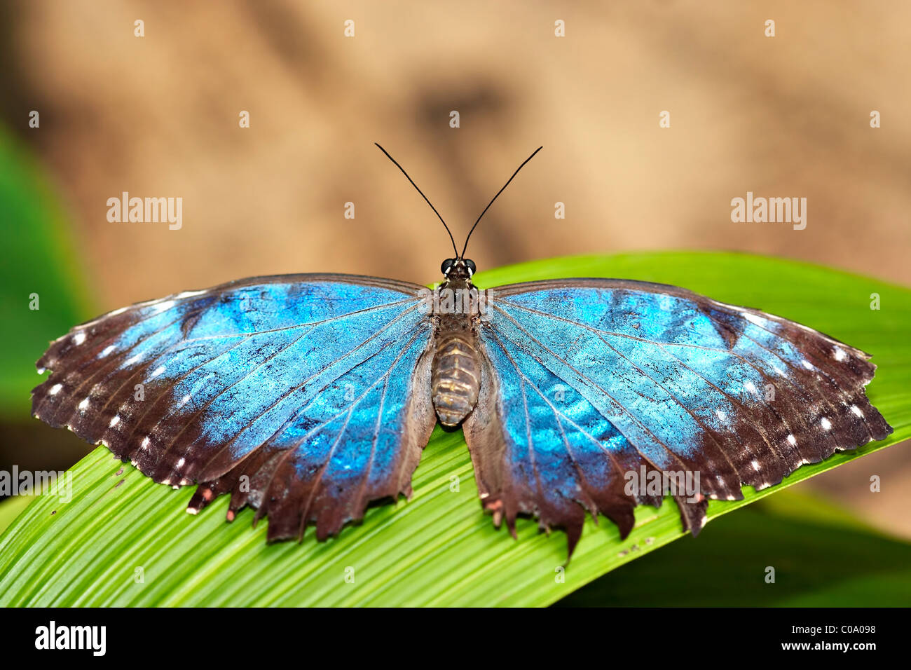 Morpho peleides - Blue Morpho Butterfly Stock Photo