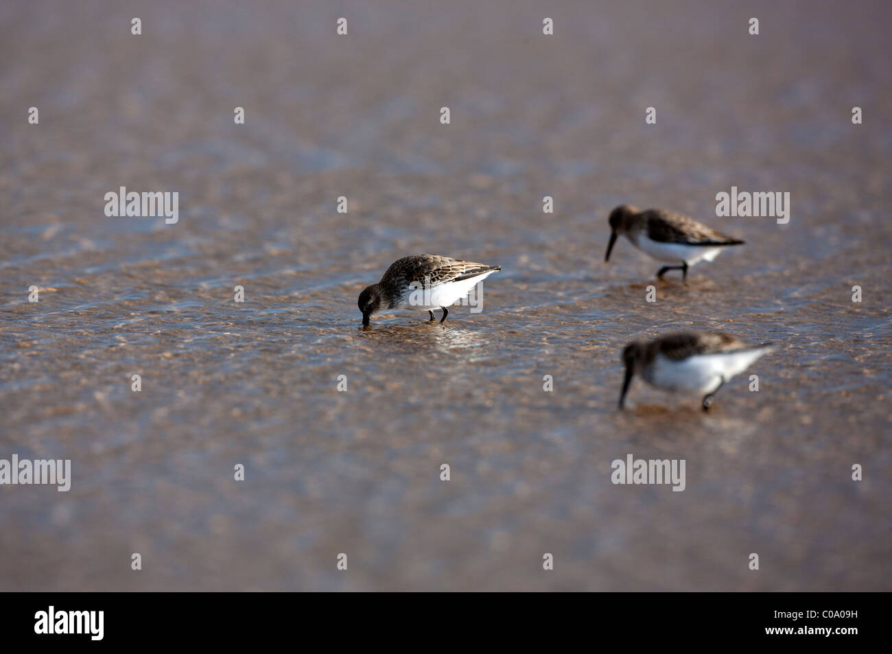 Sanderling (Calidris alba) on beach,Donna Nook National Nature Reserve,England. UK Stock Photo