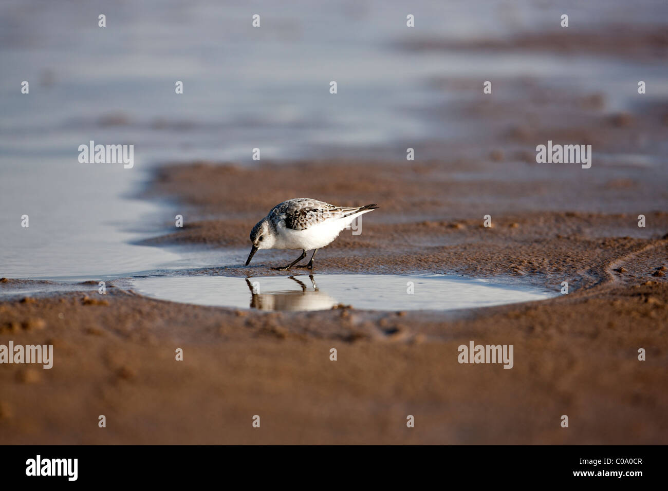 Sanderling (Calidris alba) on beach,Donna Nook National Nature Reserve,England. UK Stock Photo