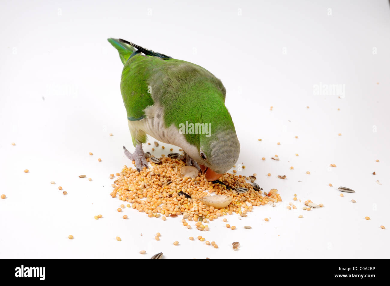 Parakeet ,Quaker/monk Eating Seeds.(myiopsitta monachus Stock Photo Alamy