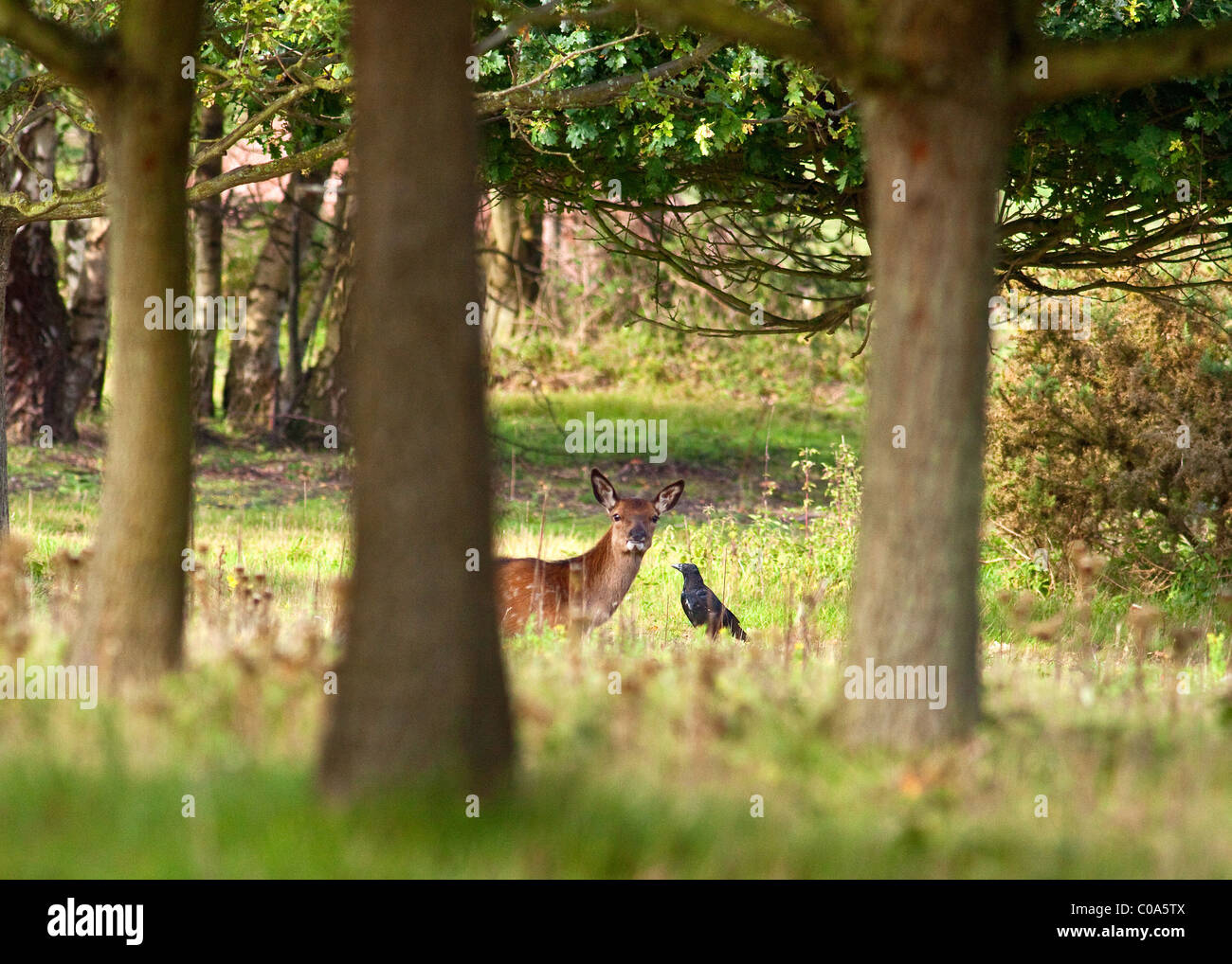 Red Deer in woodland park Stock Photo - Alamy