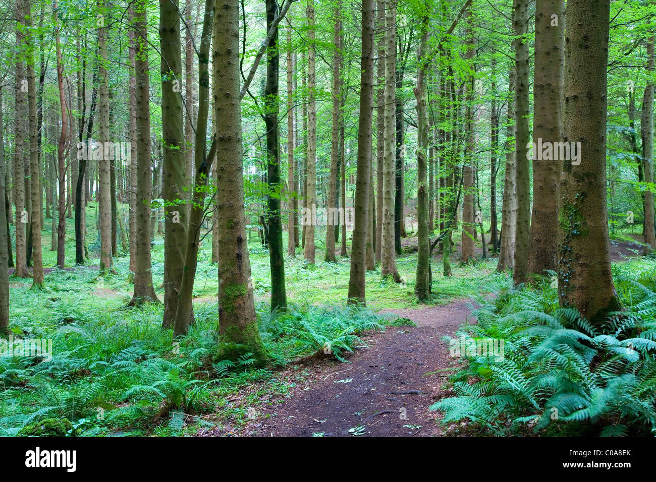 Dooney Rock Forest. Near Sligo city. County Sligo. Republic of Ireland