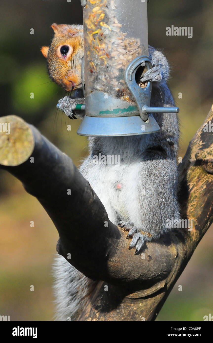 Gray squirrel eating tree branch hi-res stock photography and images ...