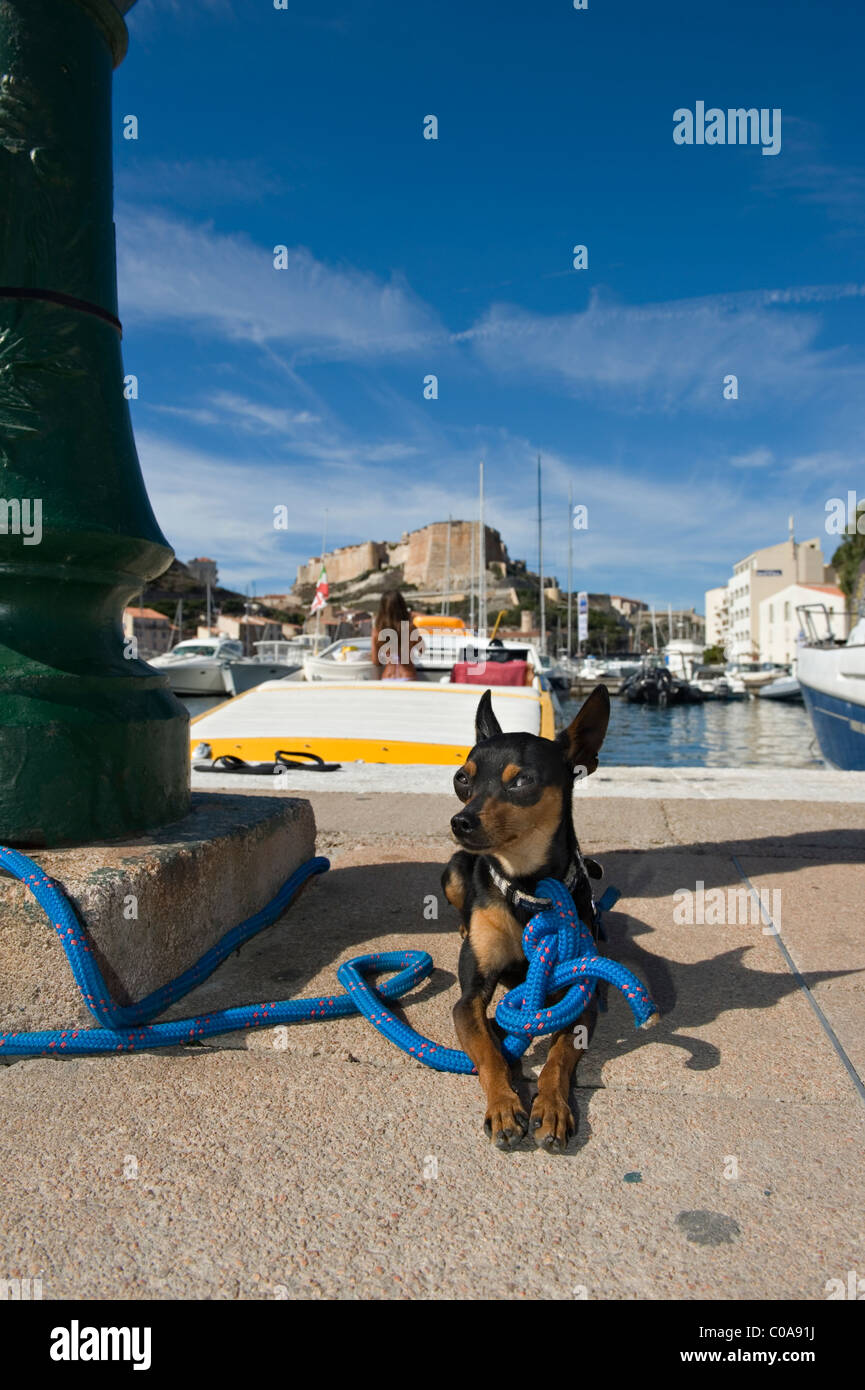 An English Toy Terrier tied up at Bonifacio marina. Corsica. France Stock Photo