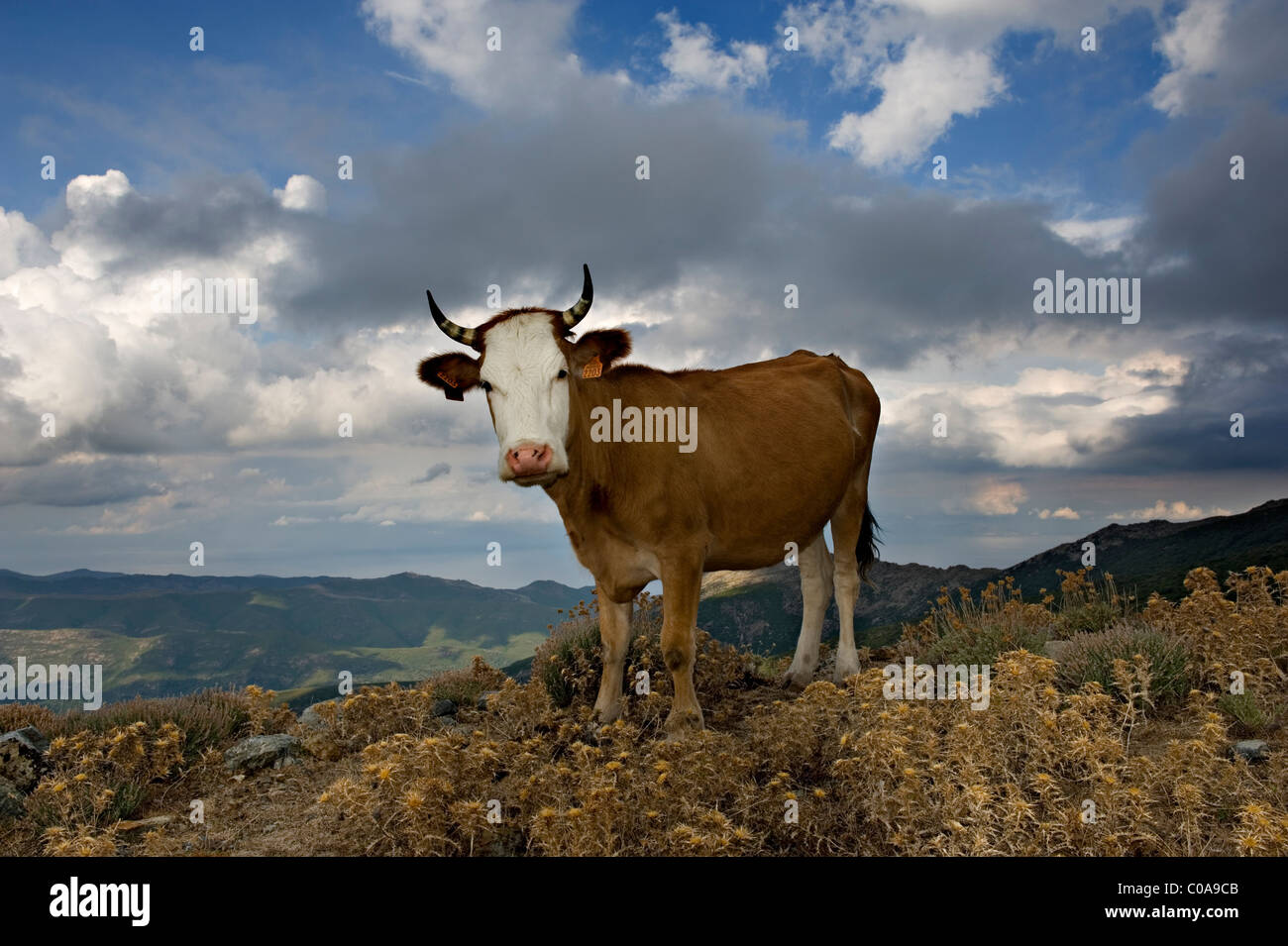 Cattle at the top of Monte Stello. Cap Corse. Corsica. France Stock Photo