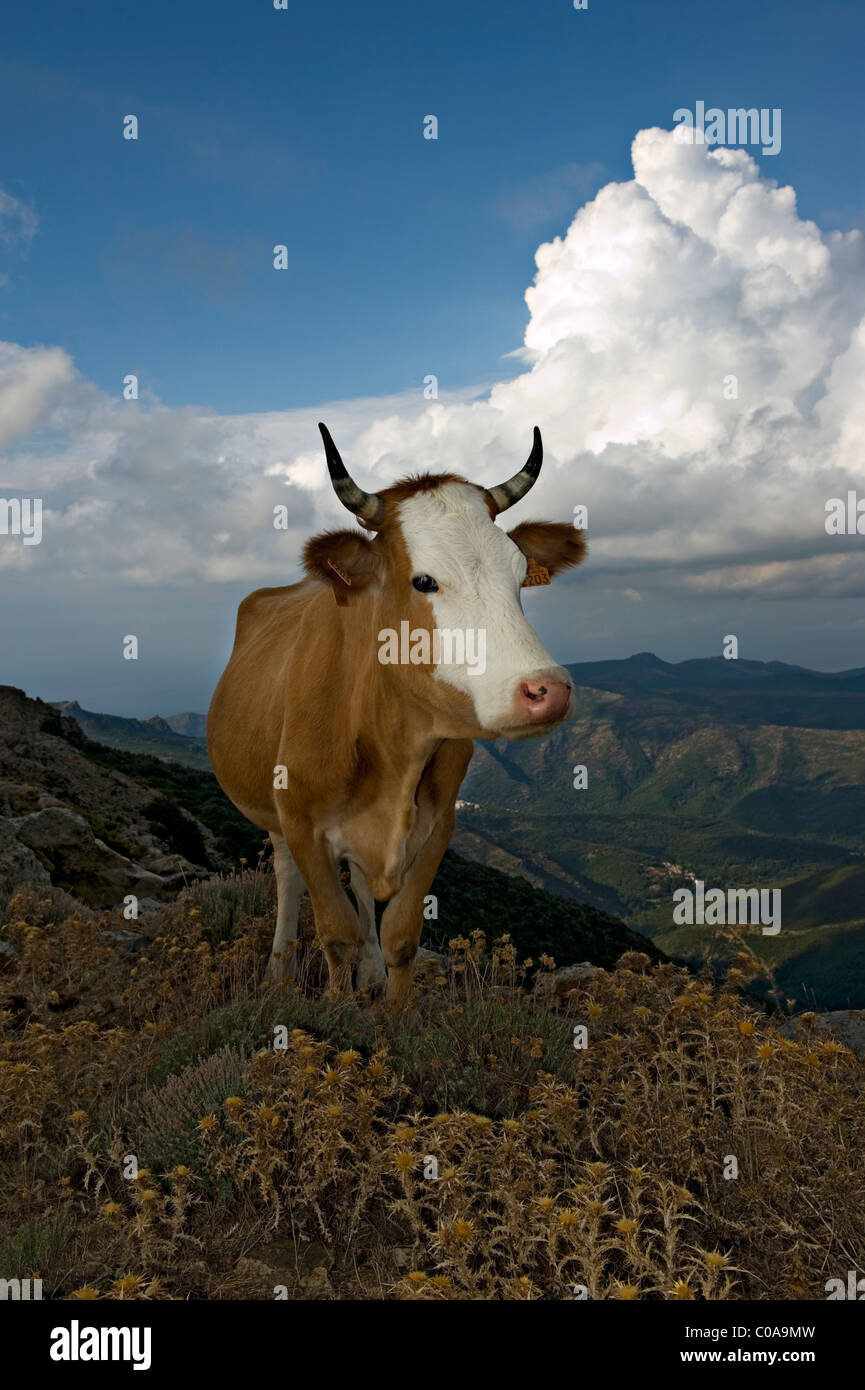 Grazing Cattle at the top of Monte Stello. Cap Corse. Corsica. France Stock Photo