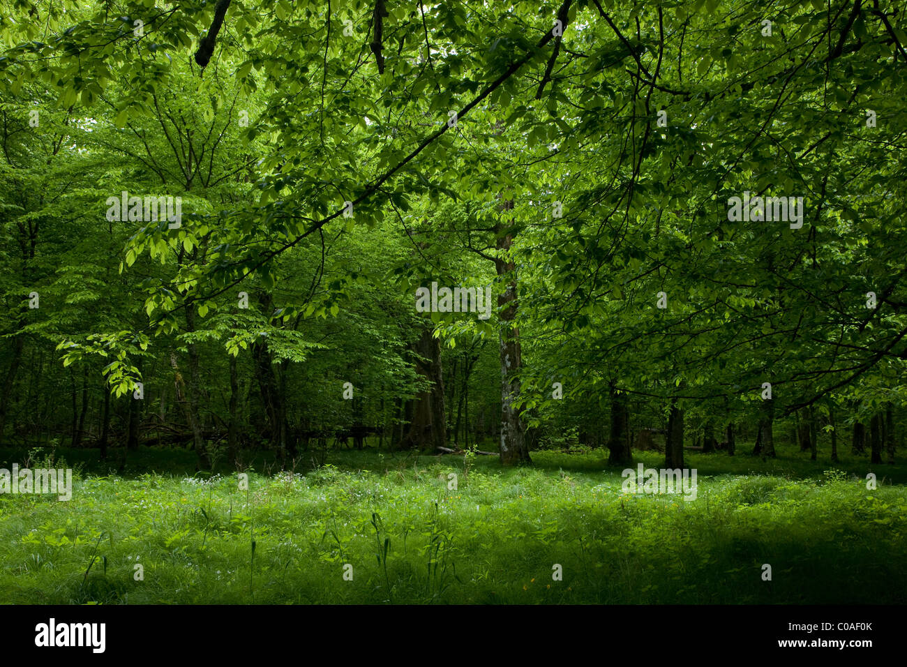 Shady deciduous stand of Bialowieza Forest in springtime with fresh green grassy bottom Stock Photo