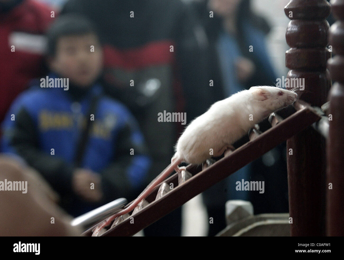 Acrobatics Rats RAT ACROBATS Revealing the latest in entertainment - rat acrobatics ...
