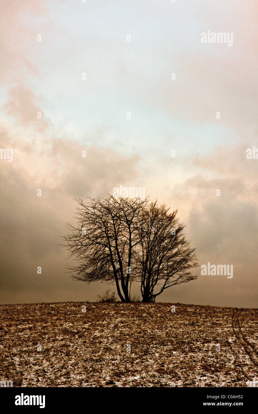 Lonely tree in winter landscape Stock Photo - Alamy