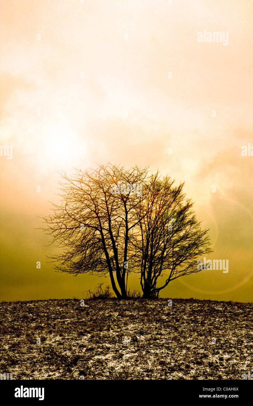 Lonely tree sunrise hi-res stock photography and images - Alamy