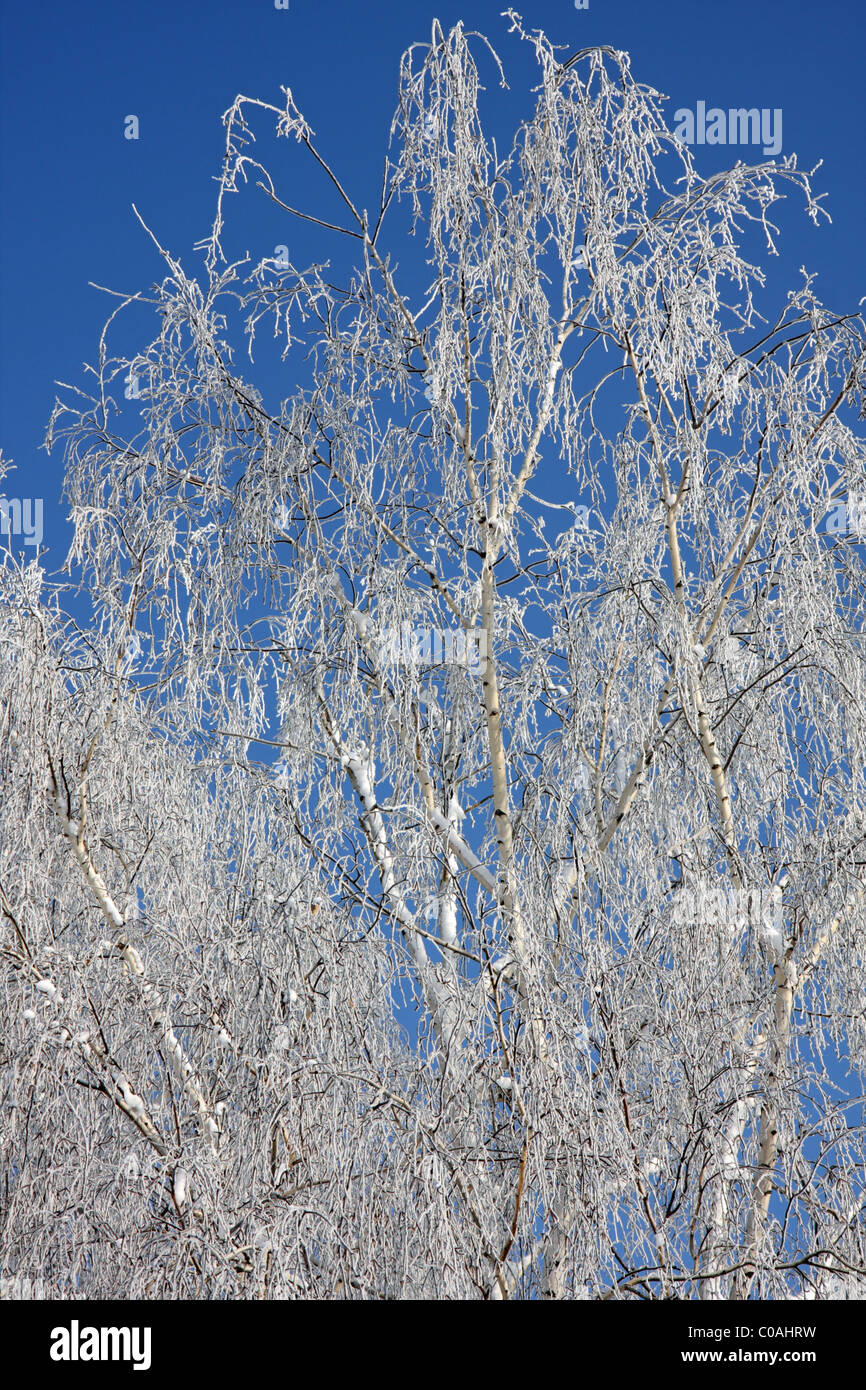 Closeup of birch tree in winter Stock Photo