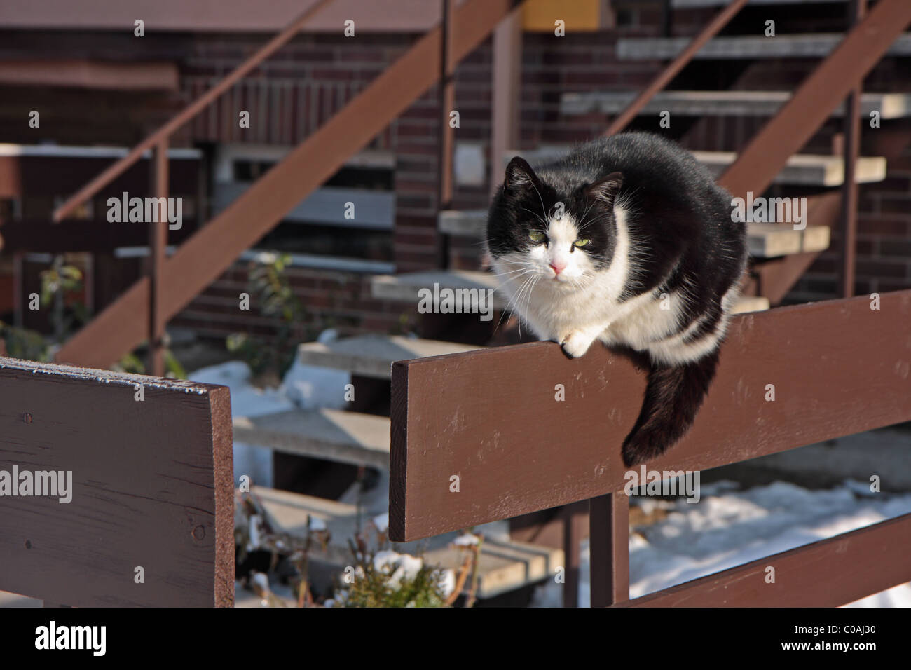 Cat sitting on a fence Stock Photo - Alamy