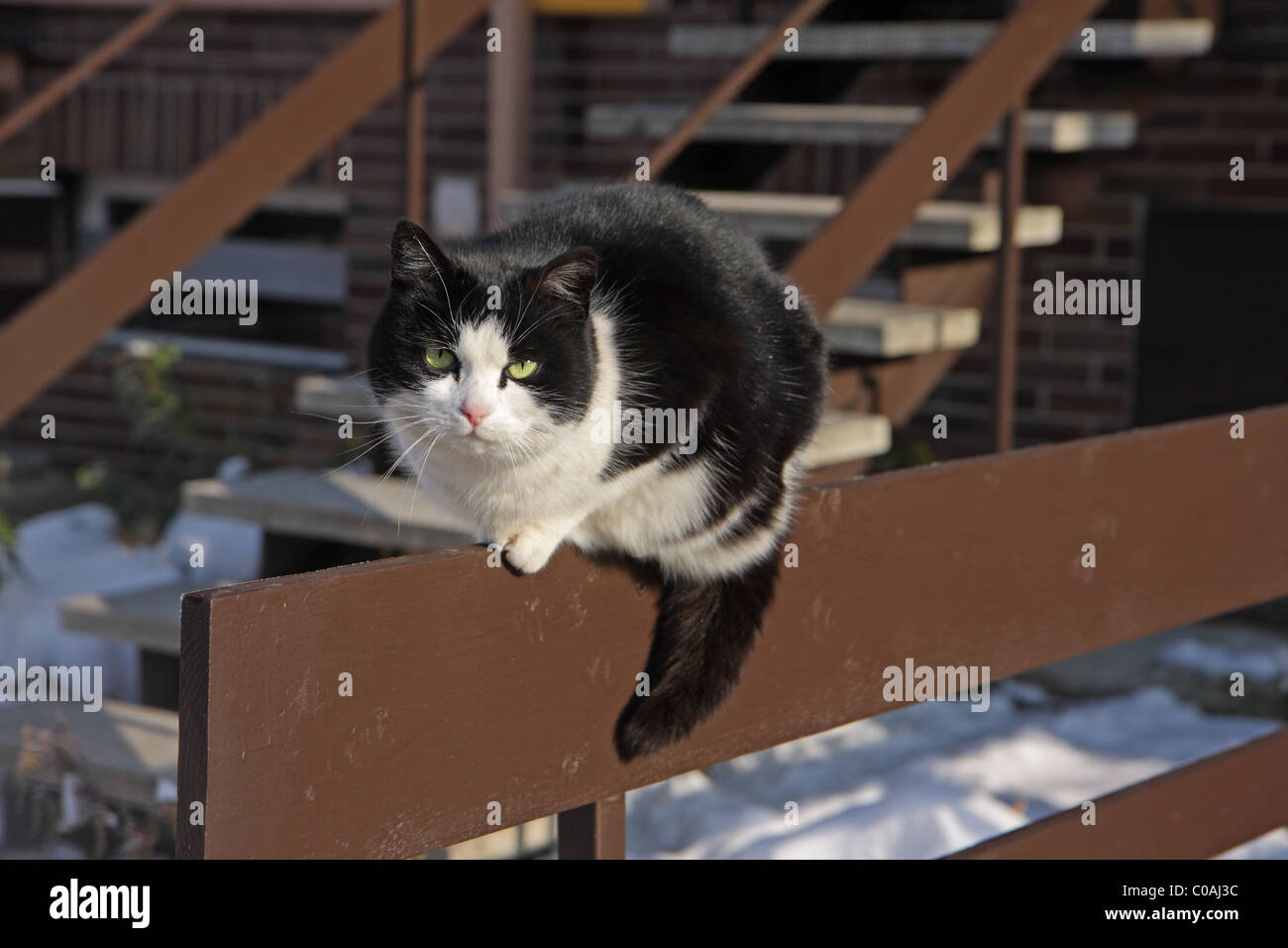 Cat sitting on a fence Stock Photo - Alamy