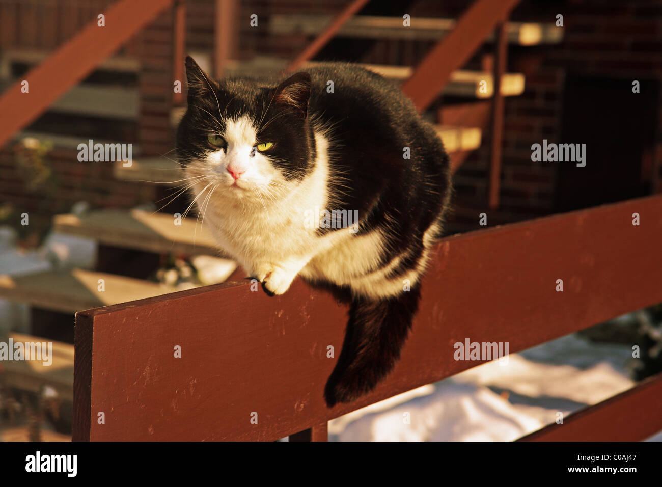 Cat sitting on a fence Stock Photo