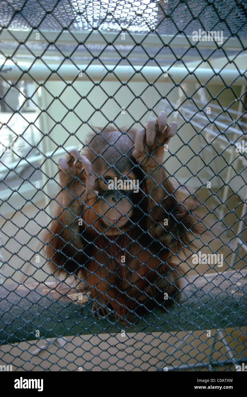 Baby orangutang in a cage Stock Photo